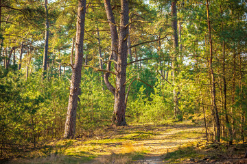 Naklejka premium Beautiful forest in national park Hoge Veluwe, the Netherlands