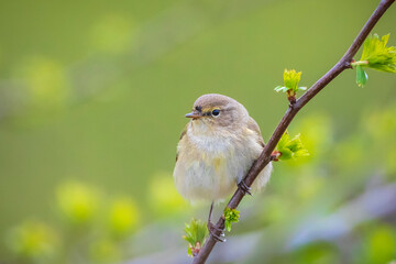 Common chiffchaff bird Phylloscopus collybita