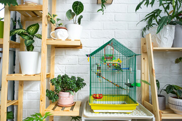 Fototapeta na wymiar A cage with a budgie stands in a living corner of the house among shelving with a group of indoor plants in the interior. Houseplant Growing and caring for indoor plant, green home