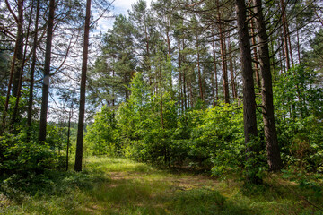 Pine forest
