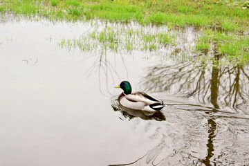 Drake of a wild duck swims on the lake
