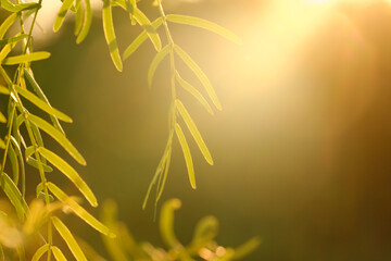 Mesquite tree with sun flare on blurred background in Texas landscape.