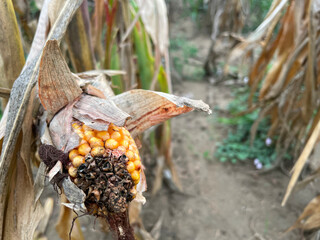 Rotting Close-up yellow ripe corn on stalks for harvest in agricultural cultivated field