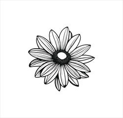 Daisy flower vector line art work