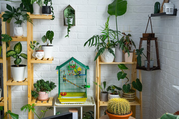 A cage with a budgie stands in a living corner of the house among shelving with a group of indoor plants in the interior. Houseplant Growing and caring for indoor plant, green home