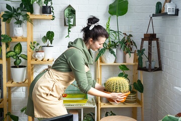 Large echinocactus Gruzoni in the hands of a woman in the interior of a green house with shelving collections of domestic plants. Home crop production, plant breeder admiring a cactus in a pot