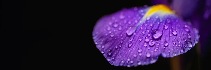 Foto op Plexiglas Greeting card or stylish web design with beautiful purple iris petals with water drops. Dark blurred background with bokeh. Floral and natural background with shallow depth of field © svittlana