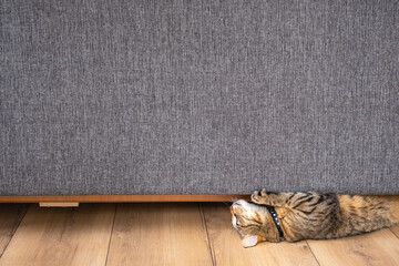 A domestic cat sharpens its claws on a sofa. Pet spoils furniture, tears sofa with vandal-proof...