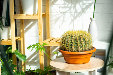 Large echinocactus Gruzoni in the interior of a green house with shelving collections of domestic plants. Home crop production, plant breeder admiring a cactus in a pot
