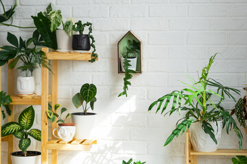 Shelving with a group of indoor plants in the interior. Houseplant Growing and caring for indoor plant, green home