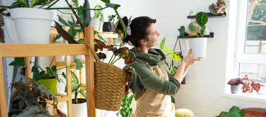 Woman plant breeder examines and admires home plants in a pot from her collection at home on the...