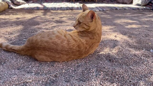 Red cat hunts and plays with gray mouse outdoors, sunny day, deep shadows. The pet catches rodents. The concept of natural instincts in pets. 4k