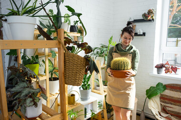 Large echinocactus Gruzoni in the hands of a woman in the interior of a green house with shelving collections of domestic plants. Home crop production, plant breeder admiring a cactus in a pot