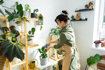 Woman wipes the dust with a rag from the leaves of home potted plants, grown with love on shelves in the interior of the house. Home plant growing, green house, purity and health of plants. 