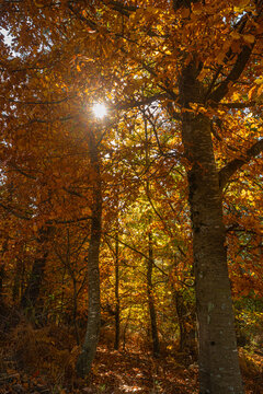 Sao Lourenco Beech Tree Forest, pathway leaves fall in ground landscape on autumnal background in November, Manteigas, Serra da Estrela, Portugal. © anammarques