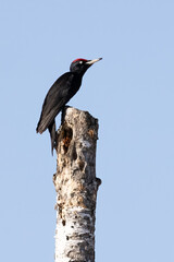 black woodpecker