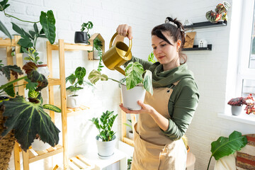 A woman waters home plants from her collection of rare species from a watering can, grown with love on shelves in the interior of the house. Home plant growing, green house, water balance © Ольга Симонова