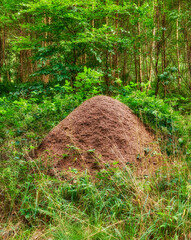 Huge anthill in a pine forest. Huge anthill in pine forest, Denmark.