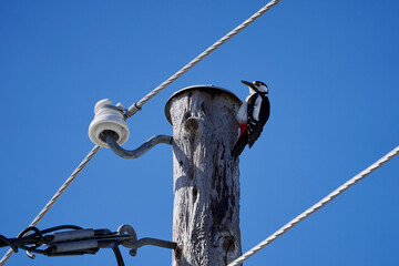a woodpecker drums on the metal plate at the top of a pole