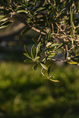 Close-up image of olive leaves in sunset light. Concept of local gardening. Dalmatia, Croatia.