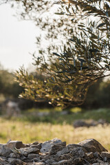 Olive tree in Croatia. Sunset in olive tree garden. Harvest time. Dalmatia, Croatia.