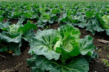 収穫間近のキャベツ畑（東京）