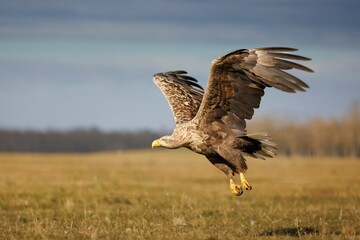 Majestic White Tailed Eagle takes flight from a lush, grassy field, its wings spread wide