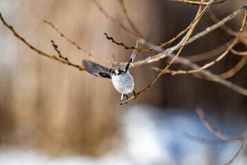 Selective focus of a long-tailed tit perched on tree branch, blurred background