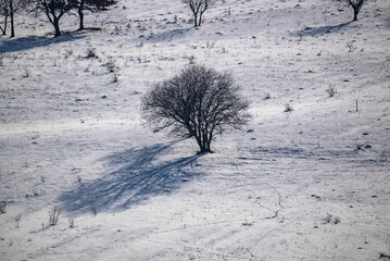 High-angle of a lone deciduous tree with the snowy ground, clear sky background