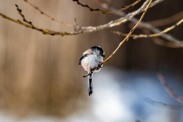 Selective focus of a long-tailed tit perched on tree branch, blurred background