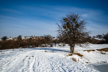 Closeup of a lone deciduous tree with the snowy ground, clear sky background