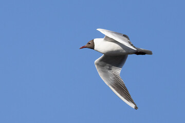 Black-headed gull
