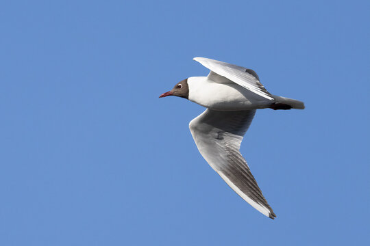 Black-headed gull - Powered by Adobe