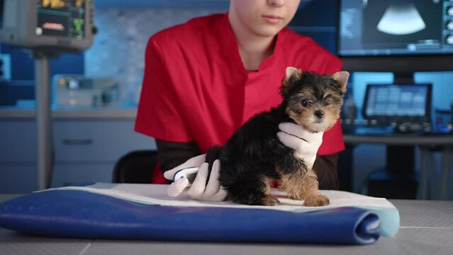 Young male vet measures temperature during medical examination of Yorkshire Terrier. The doctor wears latex gloves and uses rectal digital thermometer. High quality 4k footage