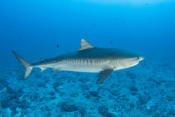 Tiger shark in blue, French Polynesia