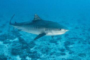 Naklejka premium Tiger shark in blue, French Polynesia