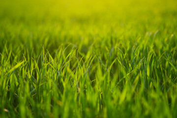 Fototapeta premium Close up of green grass growing in a field with sun light on it. Spring, life renewal concept, horizontal view