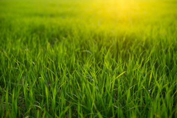 Warm sunlight on light green grass in the field. Close up, copy space, horizontal shot of fresh grass