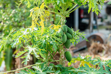 Green Papaya leaves papaya tree in the garden background thailand