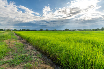 Fototapeta na wymiar Scenic view landscape of Rice field green grass with field cornfield or in Asia country agriculture harvest with fluffy clouds blue sky daylight background.