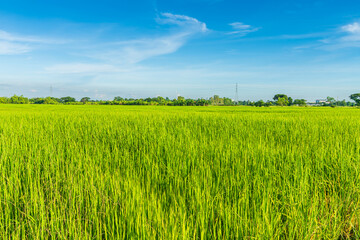 Scenic view landscape of Rice field green grass with field cornfield or in Asia country agriculture harvest with fluffy clouds blue sky daylight background.