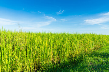 Scenic view landscape of Rice field green grass with field cornfield or in Asia country agriculture harvest with fluffy clouds blue sky daylight background.