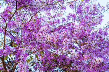 Beautiful blooming bungor (Lagerstroemia loudonii Teijsm. Binn) flowers Thai bungor tree and green leaves with the park in spring day blue sky background Thailand.