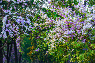 Beautiful blooming bungor (Lagerstroemia loudonii Teijsm. Binn) flowers Thai bungor tree and green leaves with the park in spring day blue sky background Thailand.