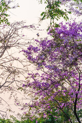 Beautiful blooming bungor (Lagerstroemia loudonii Teijsm. Binn) flowers Thai bungor tree and green leaves with the park in spring day blue sky background Thailand.