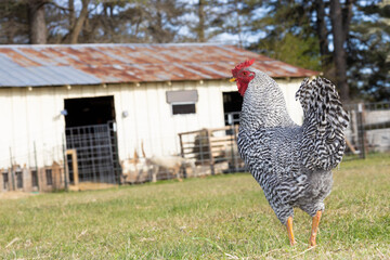 Chicken rooster by a barn looking over its shoulder