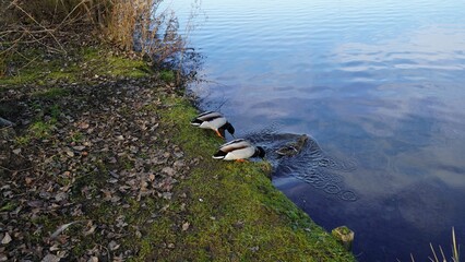 Ducks standing at the green shore of the lake and drinking water