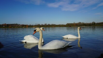 Fototapeta na wymiar Tranquil scene of three white swans peacefully swimming side-by-side on a still lake