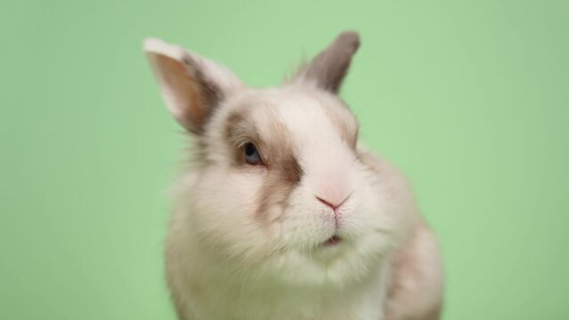 Portrait of a cute gray and white rabbit chewing on a green background.