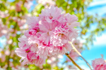 Pink blossoms in spring garden. Close up soft japanese cherry trees by blue sky, soft focus